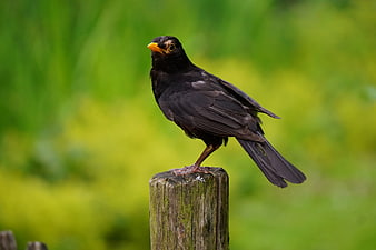 Blackbird Perched on Wooden Post Against Green Background
