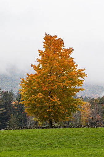 Lone Orange Maple Tree in Green Field with Foggy Mountains