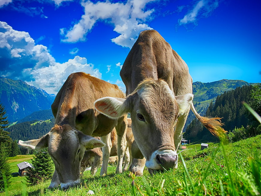 Cows Grazing in Alpine Meadow with Blue Sky