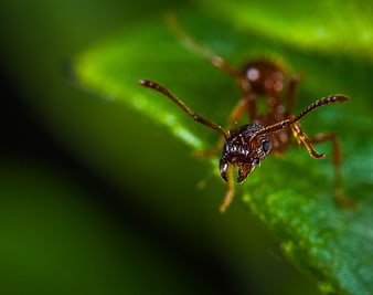 Macro Close-Up of Red Ant on Green Leaf