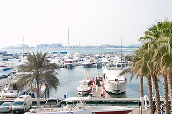 Luxury Yachts and Boats Docked in Sunny Marina with Palm Trees