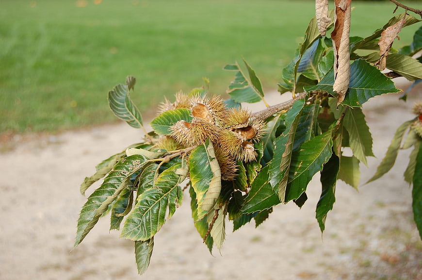Chestnuts in Spiky Husks Hanging on a Tree Branch