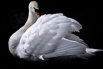 Elegant White Swan Preening Feathers Against Black Background