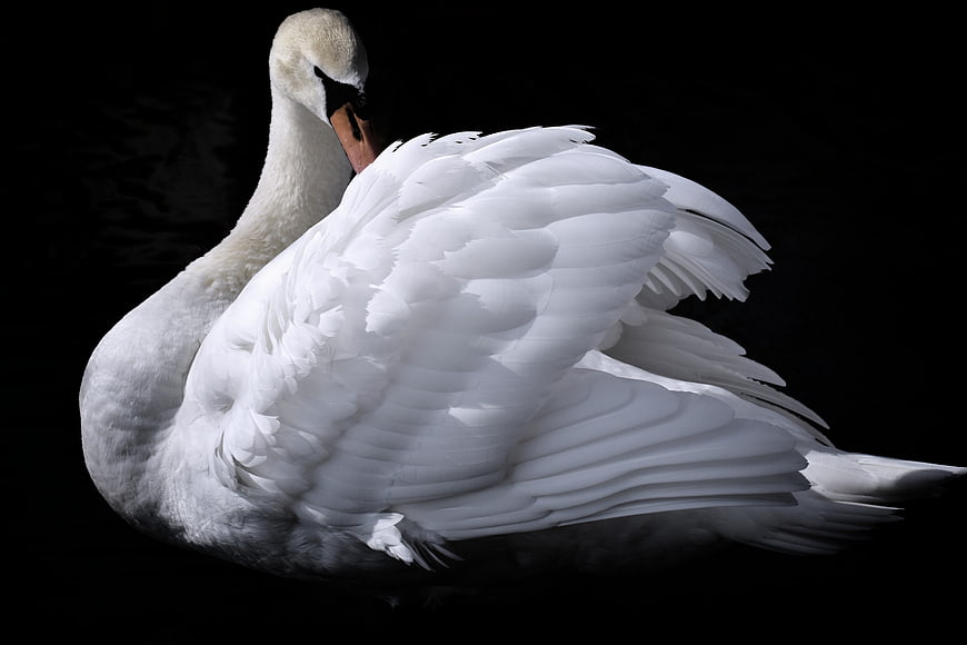 Elegant White Swan Preening Feathers Against Black Background