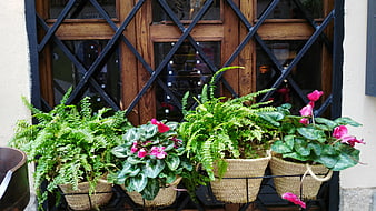 Potted ferns and pink cyclamen in woven baskets on a window ledge