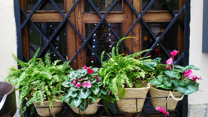 Potted ferns and pink cyclamen in woven baskets on a window ledge