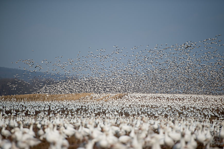 Massive flock of snow geese flying over a field