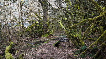 Mossy Forest Path in a Dense Woodland