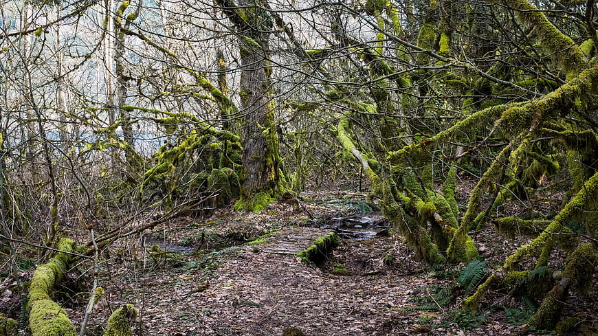 Mossy Forest Path in a Dense Woodland