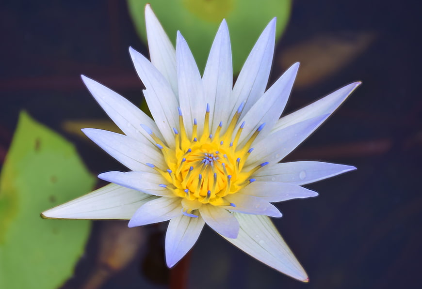 Close-up of a white water lily with yellow center