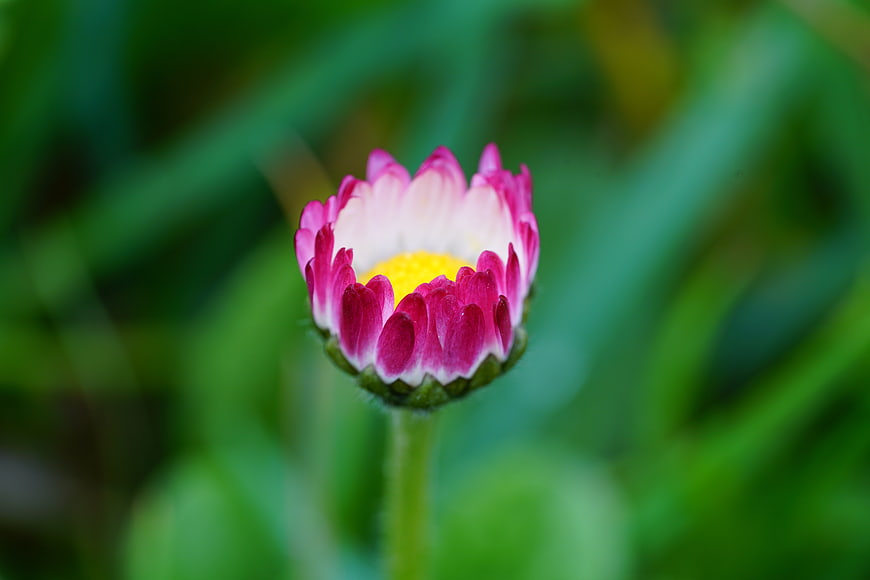 Close-up of a pink and white daisy bud with yellow center