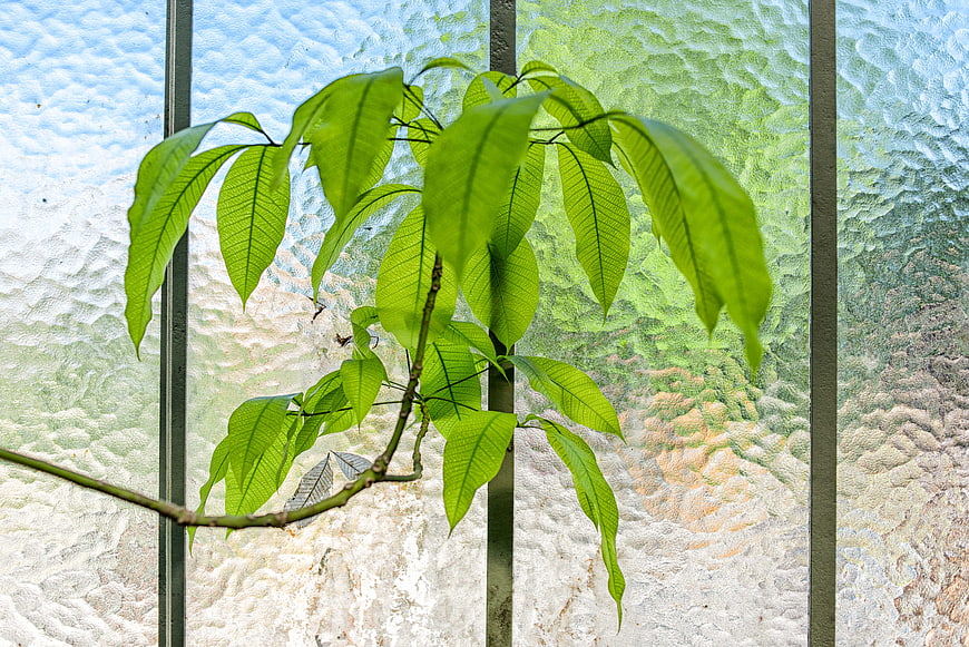 Green plant leaves against textured glass window background