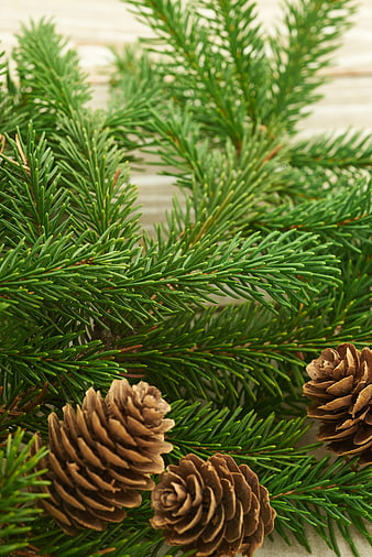 Close-up of pine branches and cones on wooden background