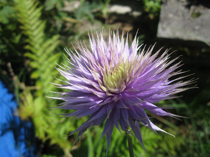 Close-up of a purple clematis flower in full bloom