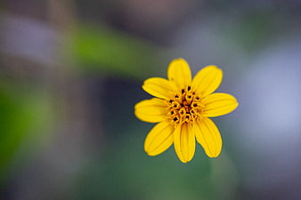 Close-up of a yellow flower with blurred background