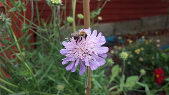 Bumblebee Pollinating Purple Scabious Flower in Garden