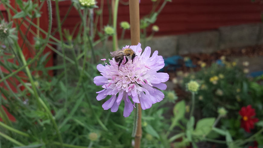 Bumblebee Pollinating Purple Scabious Flower in Garden