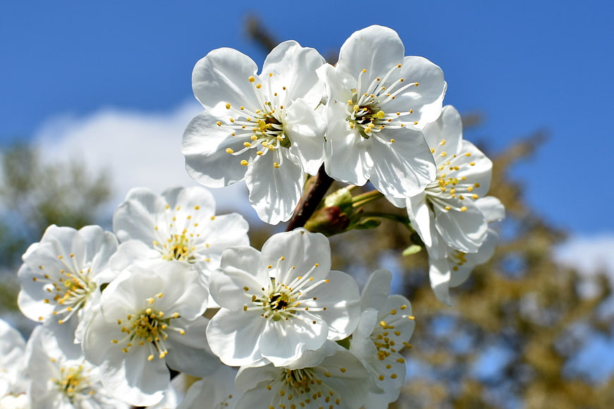 White cherry blossoms blooming against a blue sky