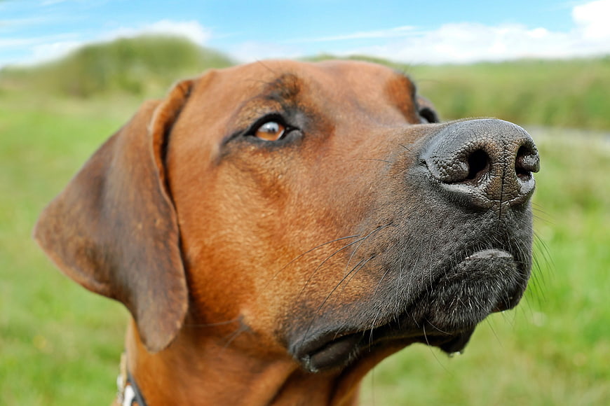 Close-up portrait of a brown Rhodesian Ridgeback dog outdoors