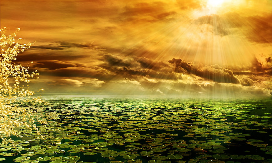 Dramatic sunset sunbeams over lily pad pond with golden tree
