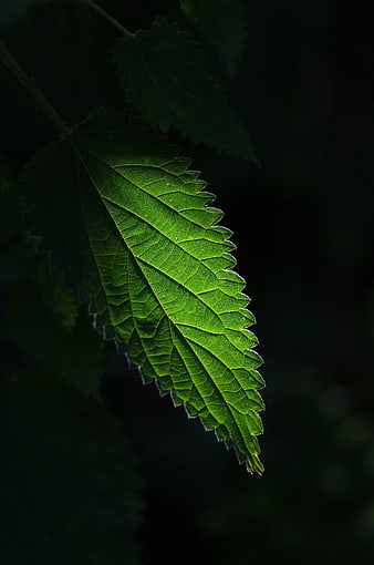 Close-up of a vibrant green leaf with detailed veins against a dark background