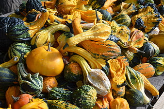 Colorful assortment of heirloom pumpkins and gourds