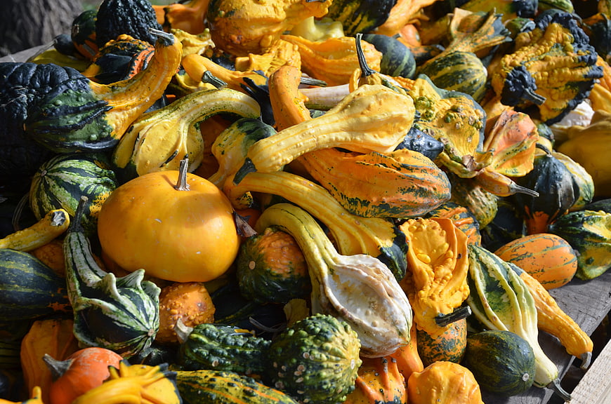 Colorful assortment of heirloom pumpkins and gourds