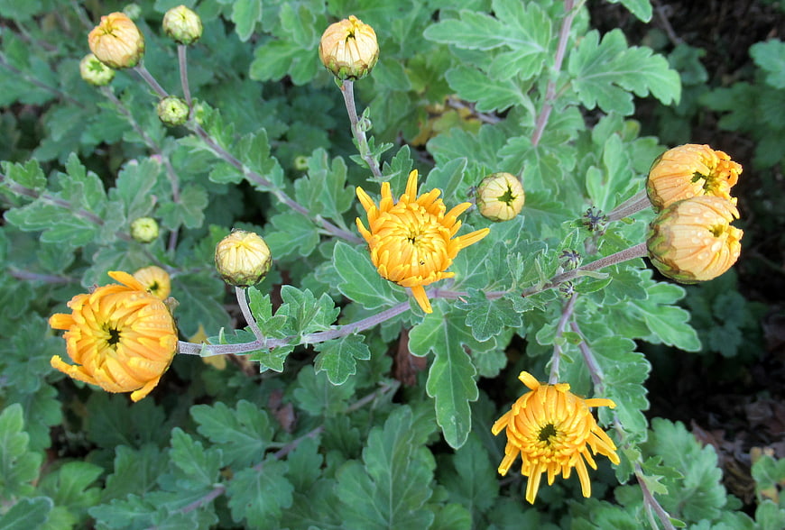 Yellow Chrysanthemums and Buds in a Garden