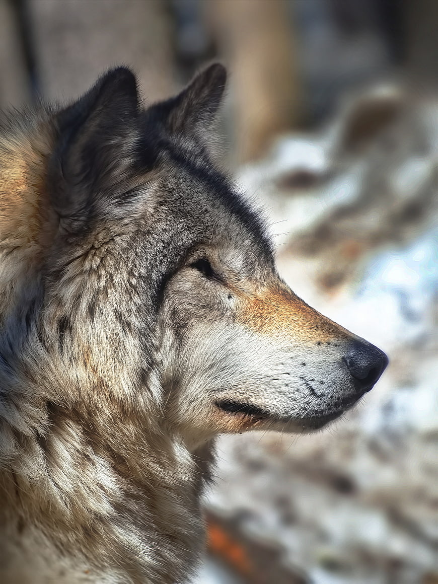 Close-up profile of a gray wolf in winter