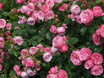 Dense Cluster Of Pink Floribunda Roses On Green Shrub