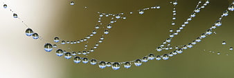 Macro photography of dew drops on a spider web