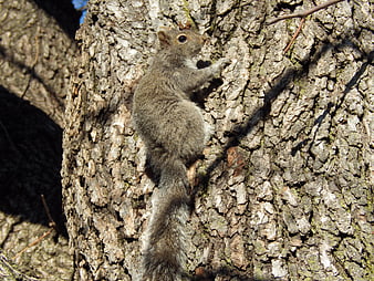 Gray squirrel climbing rough tree bark in sunlight