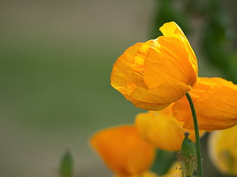 Close-up of vibrant yellow poppy flower with green background