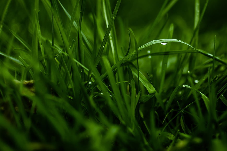 Close-up of green grass blades with dew drops