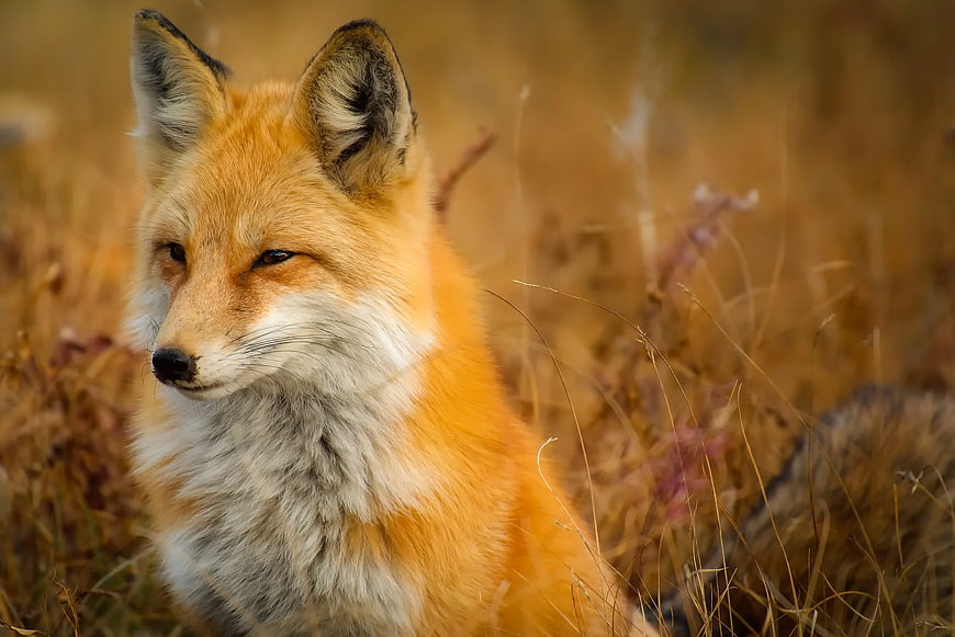 Close-up Portrait of Red Fox in Golden Grass
