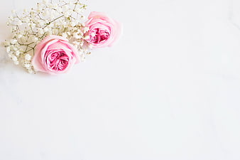 Pink Roses and Baby's Breath Flat Lay on White Background