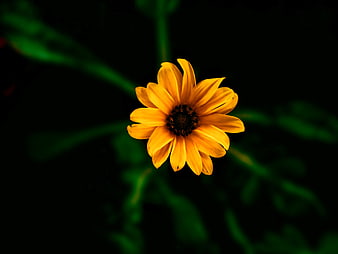 Yellow flower close-up on dark green background