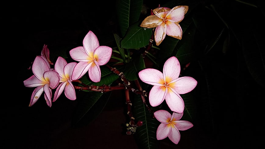 Pink Plumeria Flowers Blooming at Night on Dark Background