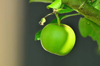 Close-up of a fresh green apple hanging on a tree branch