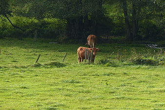 Two brown cows grazing in a green pasture near trees