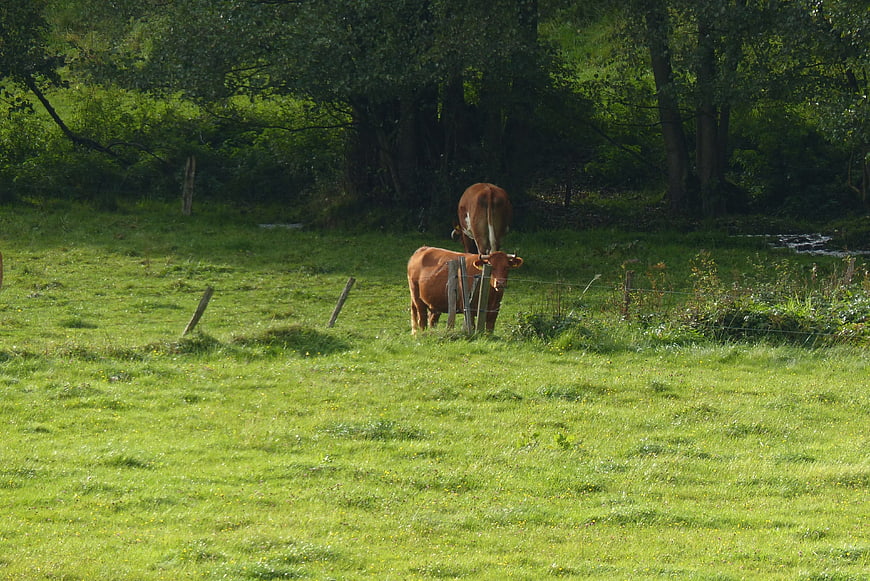 Two brown cows grazing in a green pasture near trees