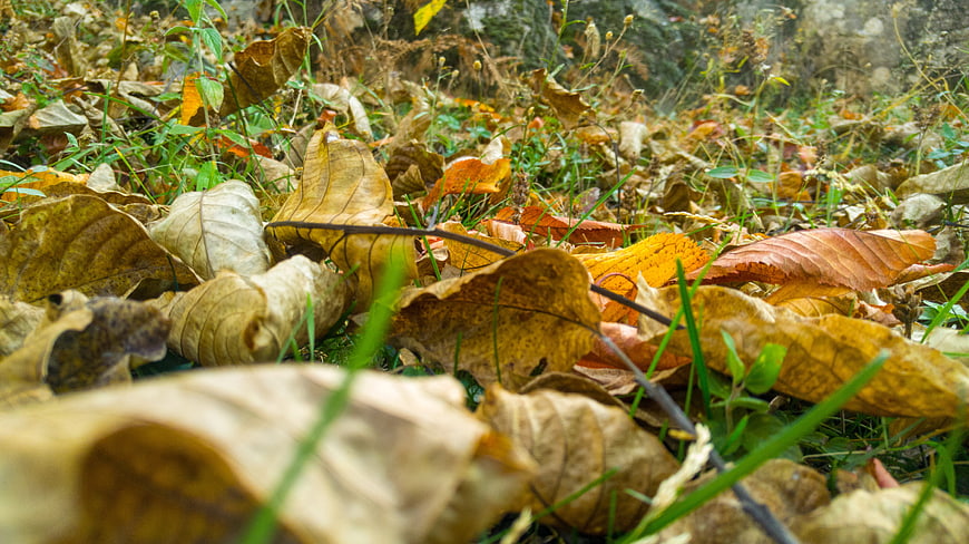 Close-up of fallen autumn leaves on forest floor