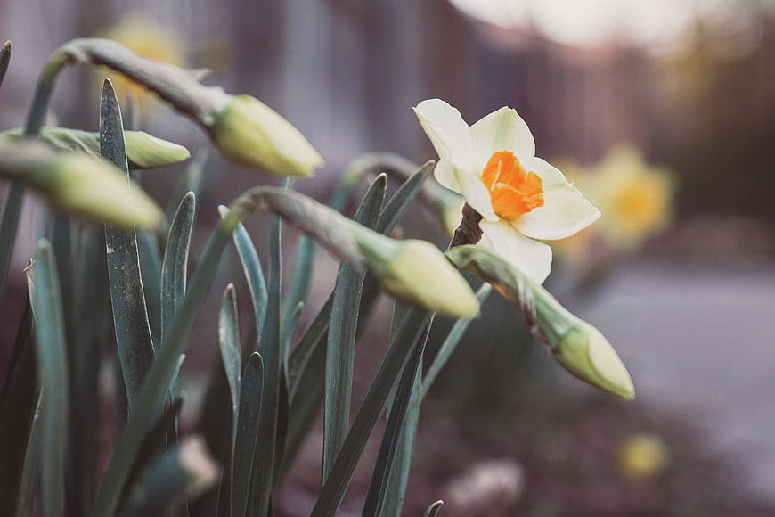Close-up of blooming daffodil with buds in spring garden