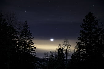 Full Moon Rising Over Silhouetted Pine Trees at Night