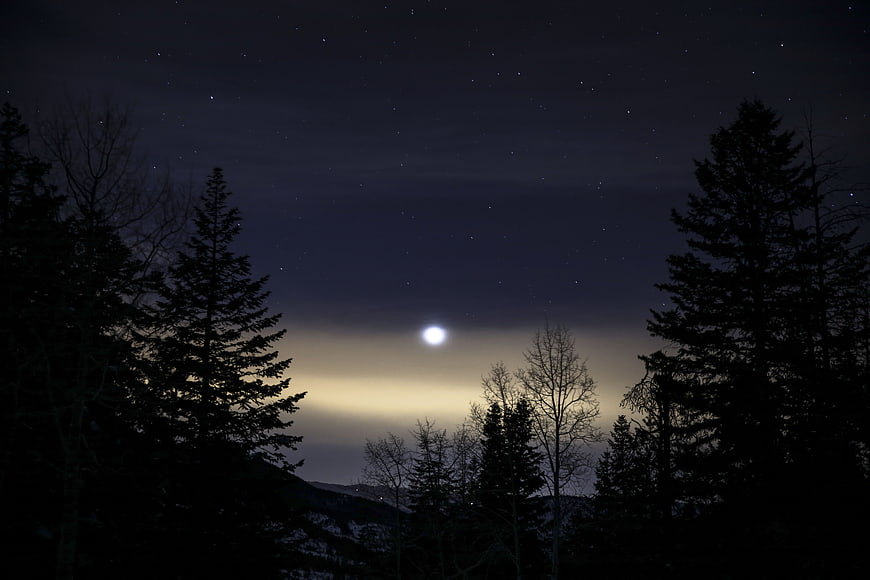 Full Moon Rising Over Silhouetted Pine Trees at Night