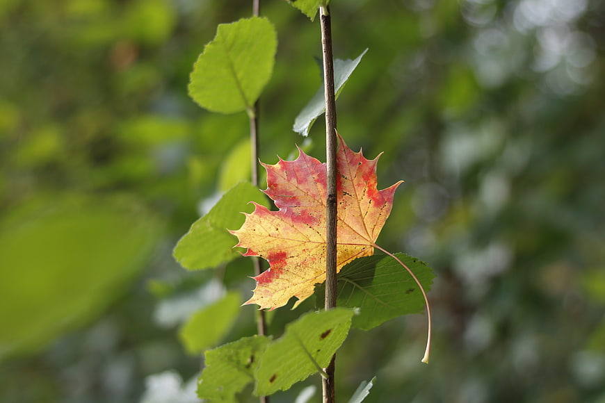 Autumn maple leaf transitioning to red and yellow on a branch