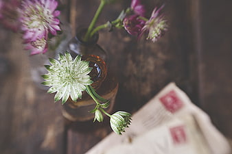Vintage Nigella Flowers in Amber Vase with Old Letter