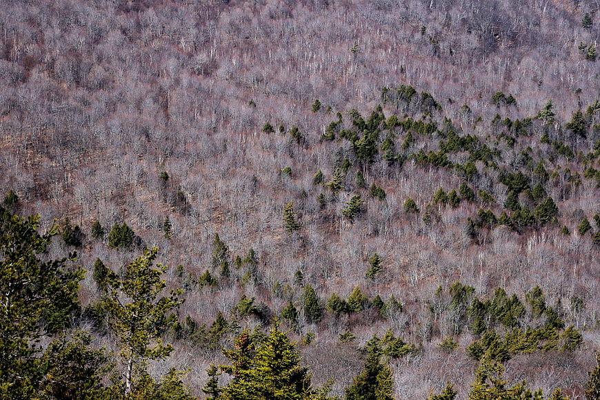 Aerial view of mixed forest with evergreens and bare deciduous trees