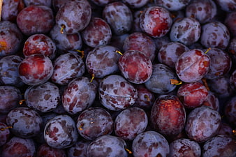 Close-up of fresh ripe purple plums with natural bloom