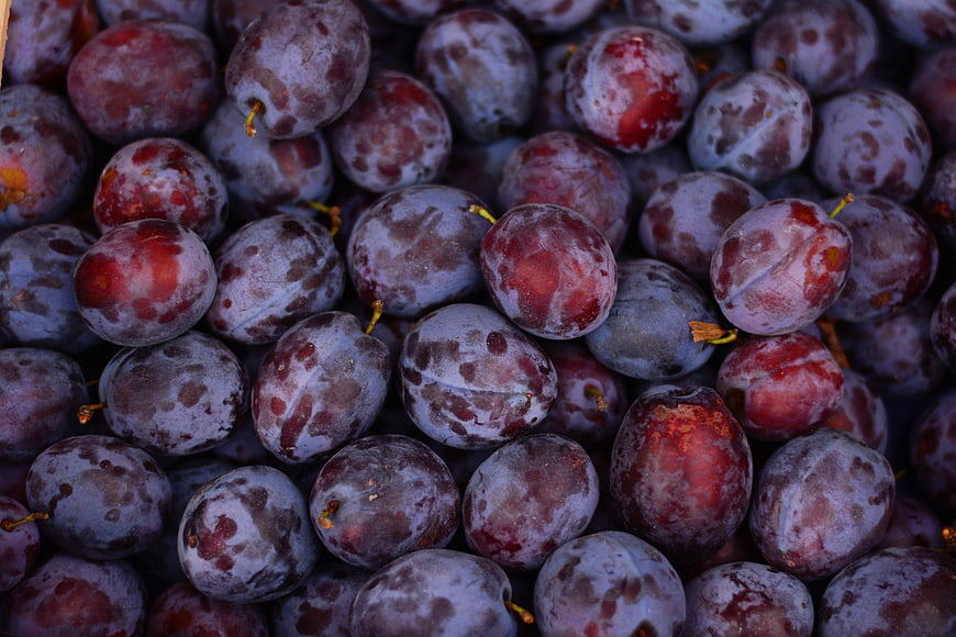 Close-up of fresh ripe purple plums with natural bloom